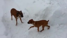 Un vieux chien a ses trucs!