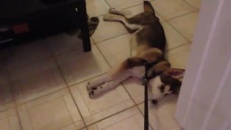 Un chien refuse d'aller marcher