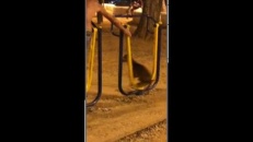 Un chien très en forme