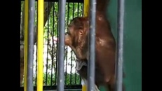 Un orang-outan joue au voleur!