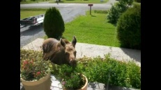 Un orignal sur mon balcon