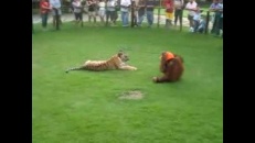 Un orang-outan contre un tigre