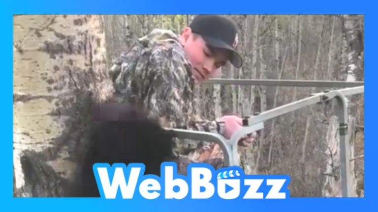 Un ours rejoint un chasseur dans un arbre