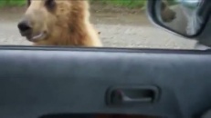 Des ours sur l'autoroute