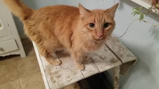 Ce chat veut se faire caresser maintenant, bon!