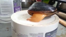 Une palourde qui aime le sel!