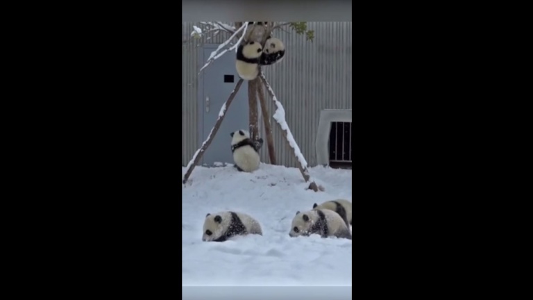 Des pandas qui s'amusent dans la neige?