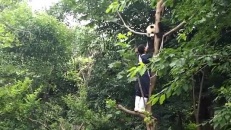 Un panda têtu