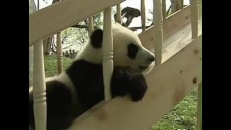 Une glissoire pour pandas!