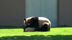 L'heure de la récréation pour une maman panda et son bébé 