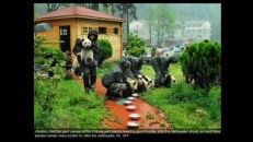 Tout plein de bébés pandas!