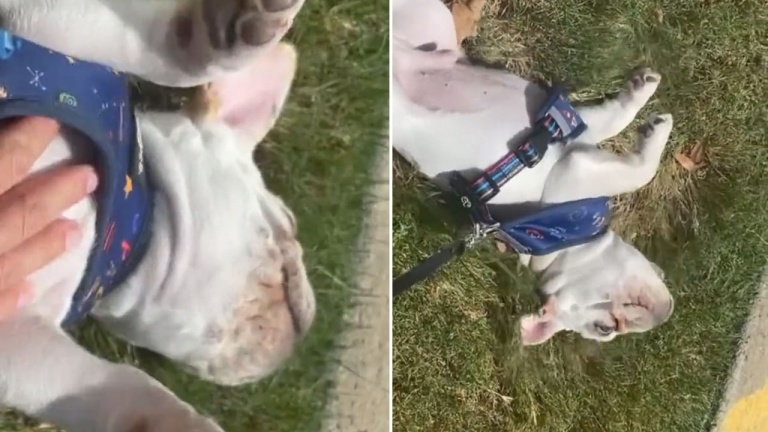 Quand je te dis que j'ai pas envie... je ne blague pas!