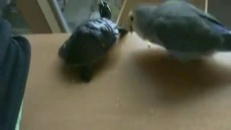 La tortue, la perruche et la poubelle