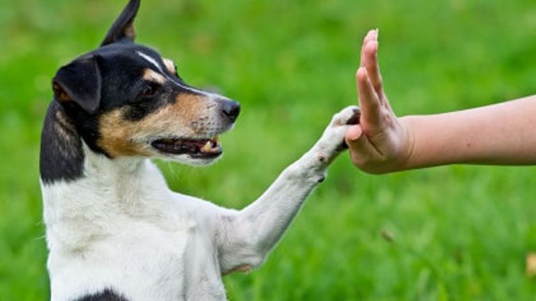 L'application pour trouver un gardien de confiance pour votre animal