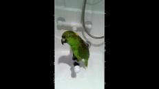 Un perroquet chante de l'opéra russe