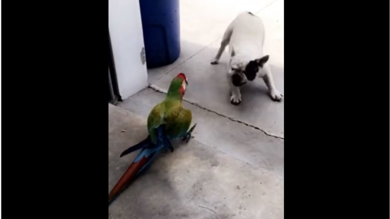 Un perroquet intimidant 