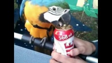 Un perroquet ouvre une canette