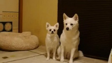 Petit chien agaçant!