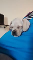 La véritable définition de dormir comme une pierre