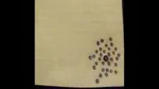Une petite histoire d’à peu près tout
