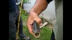 Poisson avec des dents coupantes