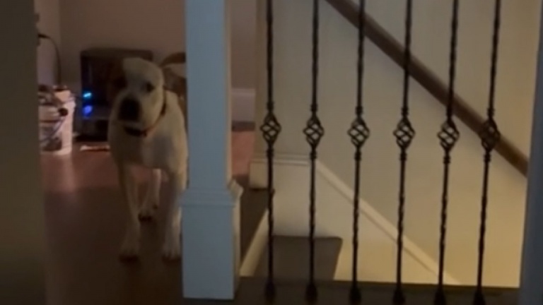 Pitbull a peur des chats qui l'intimident