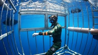 Ils sortent de la cage protectrice pour aller nager avec les requins