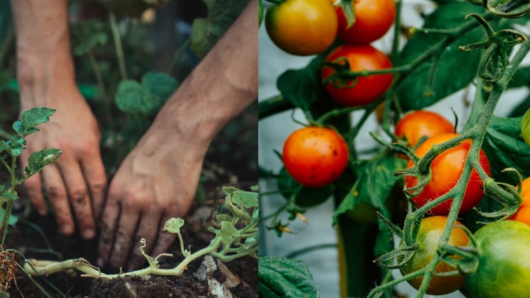 Comment bien planter un plant de tomates dans votre jardin en 10 étapes faciles