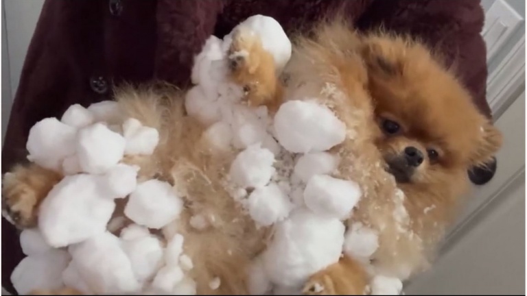 Un problème pour tous les chiens à poils longs!