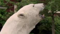 Quand l'ours polaire vous remercie!