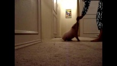 Un porcelet intelligent