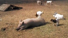 Un porc amuse une chèvre!