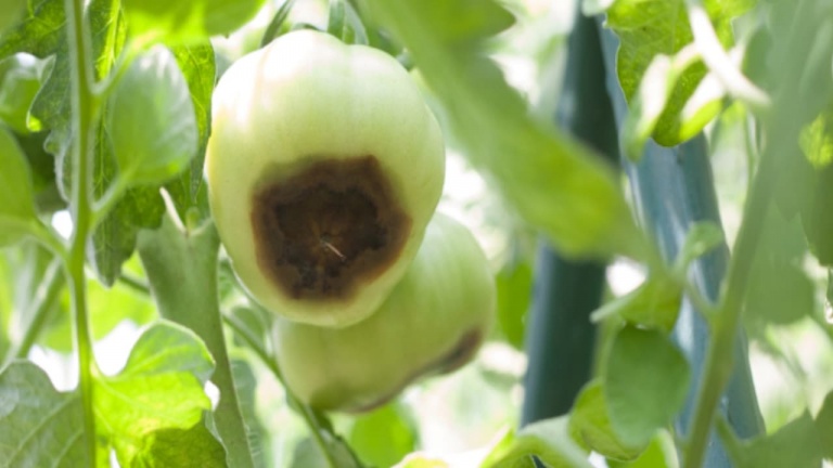 Voici la solution pour que les tomates et poivrons de votre jardin ne pourrissent pas 