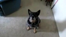 Un chien dit le bénédicité