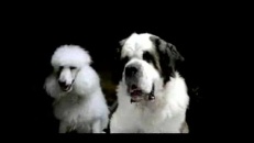 Chiens qui aiment les Pringles