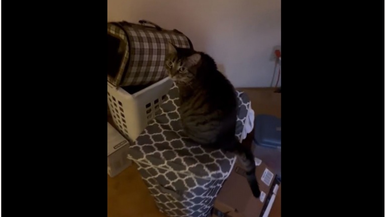 Pris au piège dans un panier de linge
