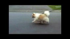 Promener son chien