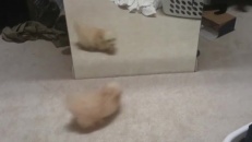 Ce chiot s'amuse avec son reflet dans le mirroir!