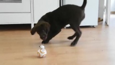 Jouet de luxe pour un chien fan de Star Wars