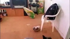 Un chiot qui défend sa nourriture
