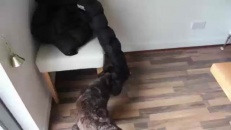 Ce chien déteste particulièrement ce manteau