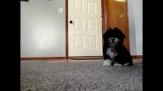 Un chien qui n'aime pas être la vedette