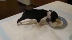 Un chiot qui fait des pirouettes en mangeant!