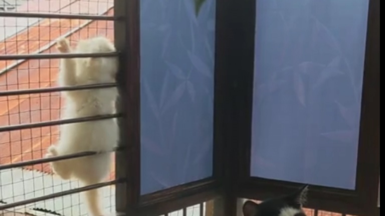 Quand les chatons sont trop curieux