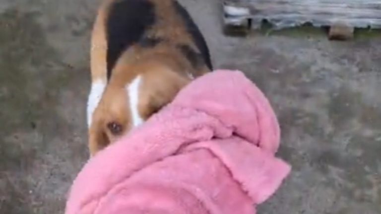 Quand ton chien vole de quoi que tu ne veux pas