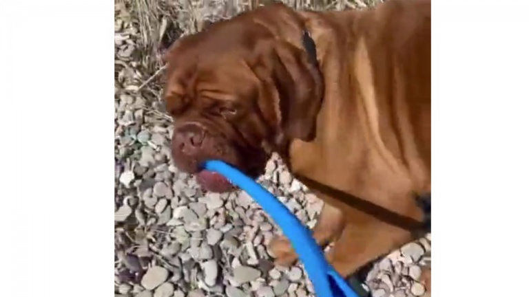 Qui promène qui? Ce n’est pas tout à fait clair!