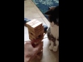 Le chat qui peut vous battre à Janga