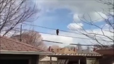 Un raton laveur très agile!