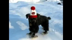 Des raquettes à neige pour chien
