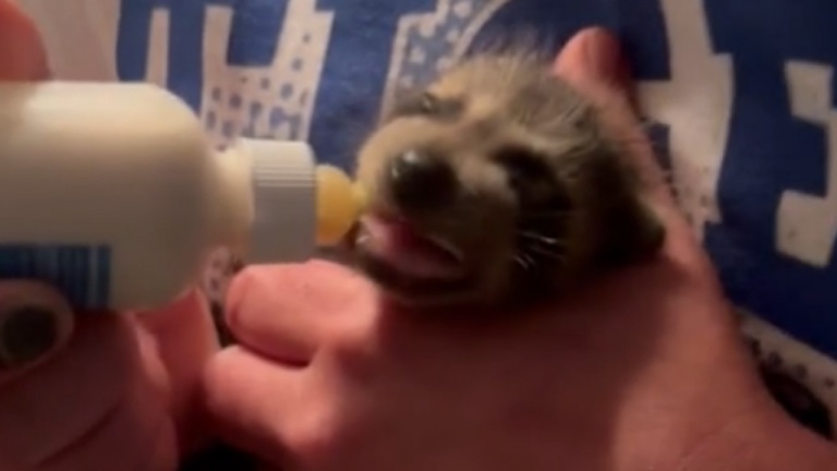 Bebe Raton L Nourrir un bébé raton-laveur au biberon